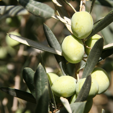 Olive Fruit on the Tree